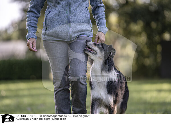 Australian Shepherd beim Hundesport / SIB-02403