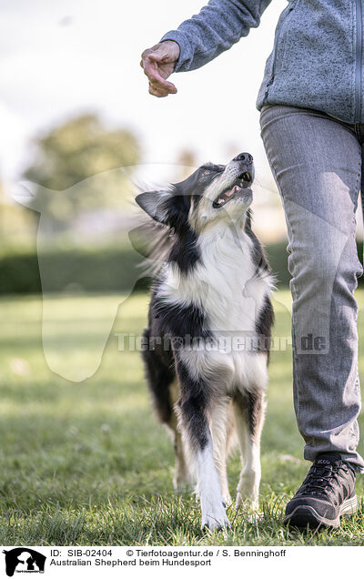 Australian Shepherd beim Hundesport / SIB-02404