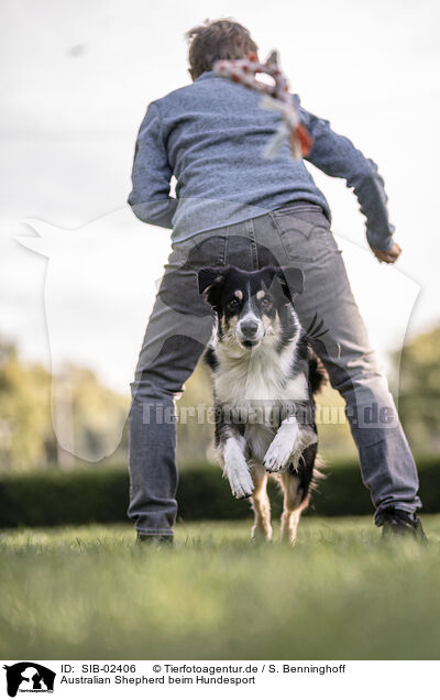Australian Shepherd beim Hundesport / Australian Shepherd at dog sport / SIB-02406