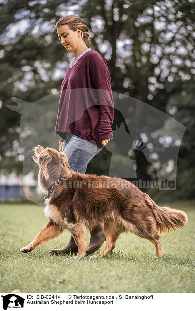 Australian Shepherd beim Hundesport / Australian Shepherd at dog sport / SIB-02414