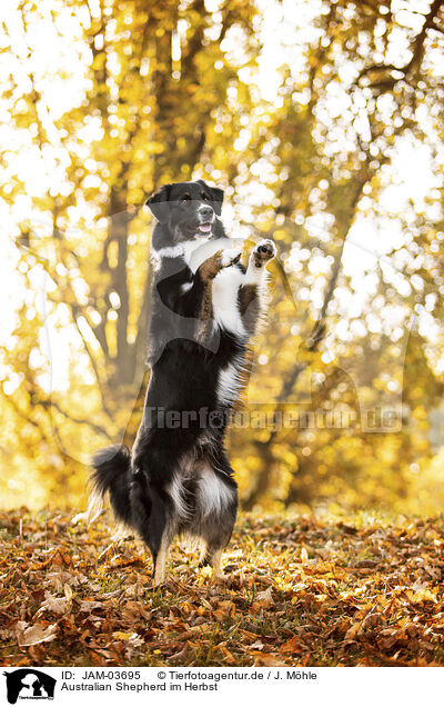 Australian Shepherd im Herbst / Australian Shepherd in autummn / JAM-03695