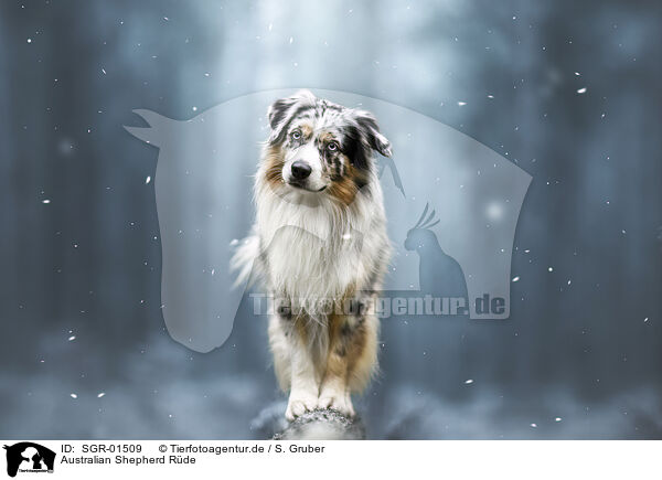 Australian Shepherd R�de / male Australian Shepherd / SGR-01509