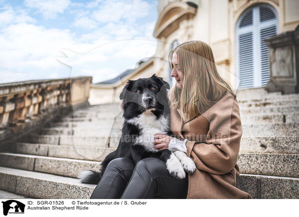 Australian Shepherd Rde / male Australian Shepherd / SGR-01526