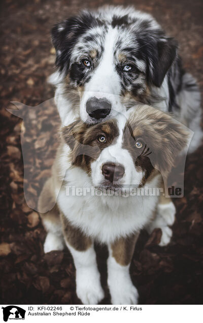 Australian Shepherd R�de / male Australian Shepherd / KFI-02246