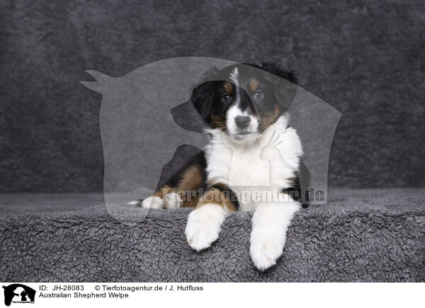 Australian Shepherd Welpe / Australian Shepherd Puppy / JH-28083