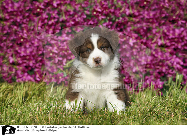 Australian Shepherd Welpe / Australian Shepherd Puppy / JH-30878
