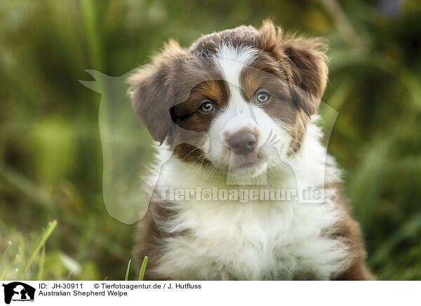 Australian Shepherd Welpe / Australian Shepherd Puppy / JH-30911