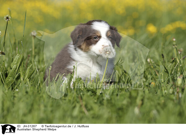 Australian Shepherd Welpe / Australian Shepherd Puppy / JH-31267