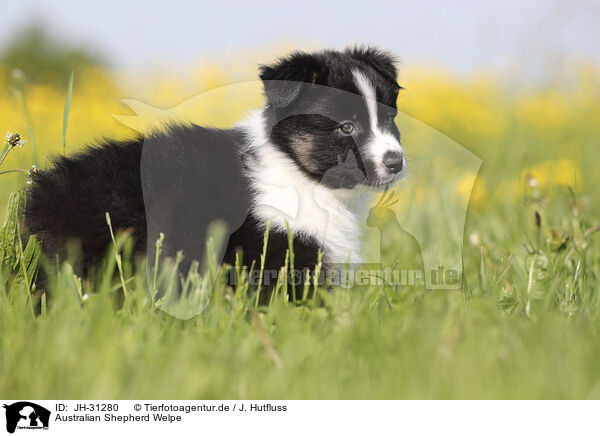 Australian Shepherd Welpe / Australian Shepherd Puppy / JH-31280