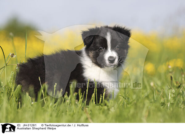 Australian Shepherd Welpe / Australian Shepherd Puppy / JH-31281
