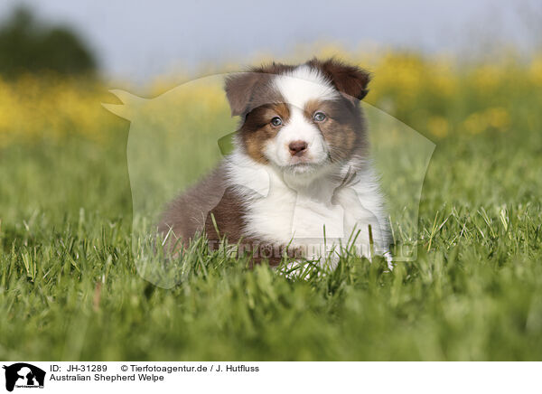 Australian Shepherd Welpe / Australian Shepherd Puppy / JH-31289