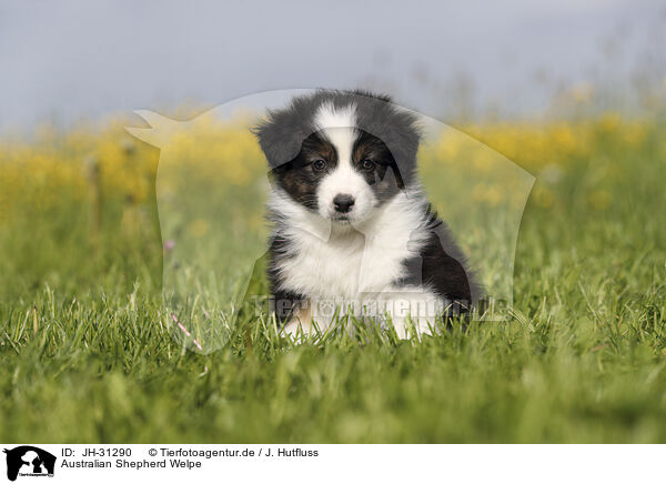 Australian Shepherd Welpe / Australian Shepherd Puppy / JH-31290