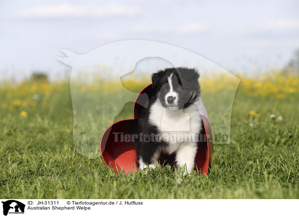 Australian Shepherd Welpe / Australian Shepherd Puppy / JH-31311