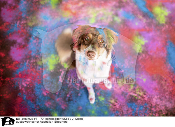 ausgewachsener Australian Shepherd / adult Australian Shepherd / JAM-03714