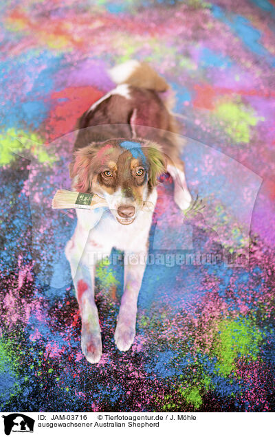 ausgewachsener Australian Shepherd / adult Australian Shepherd / JAM-03716