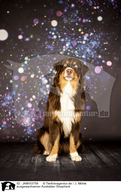 ausgewachsener Australian Shepherd / adult Australian Shepherd / JAM-03756
