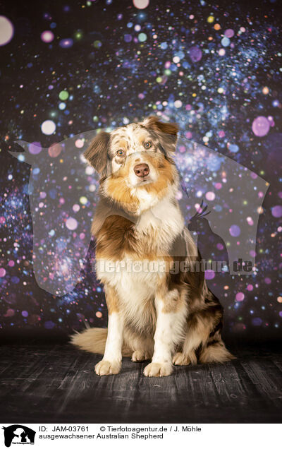 ausgewachsener Australian Shepherd / adult Australian Shepherd / JAM-03761