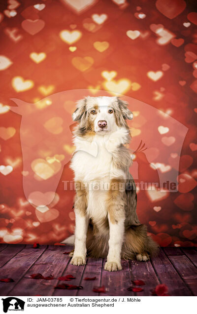 ausgewachsener Australian Shepherd / adult Australian Shepherd / JAM-03785