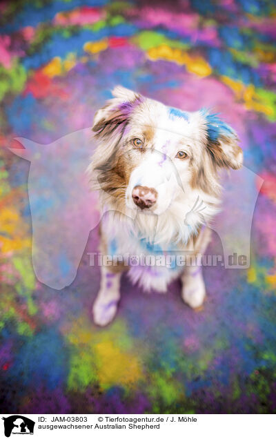 ausgewachsener Australian Shepherd / adult Australian Shepherd / JAM-03803