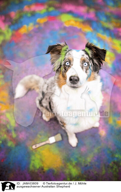 ausgewachsener Australian Shepherd / adult Australian Shepherd / JAM-03809