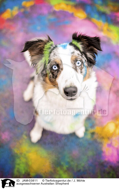 ausgewachsener Australian Shepherd / adult Australian Shepherd / JAM-03811