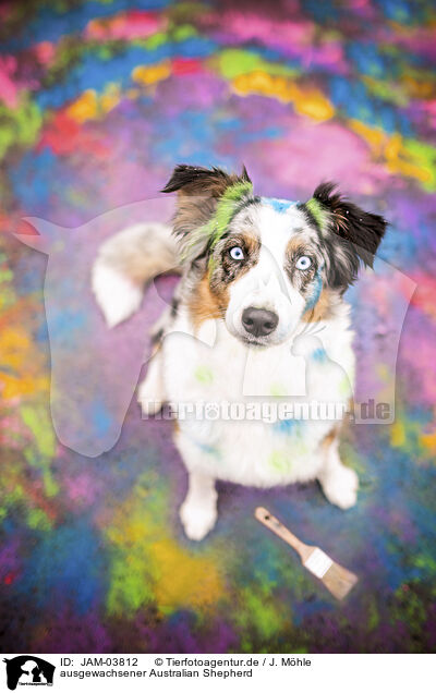 ausgewachsener Australian Shepherd / adult Australian Shepherd / JAM-03812