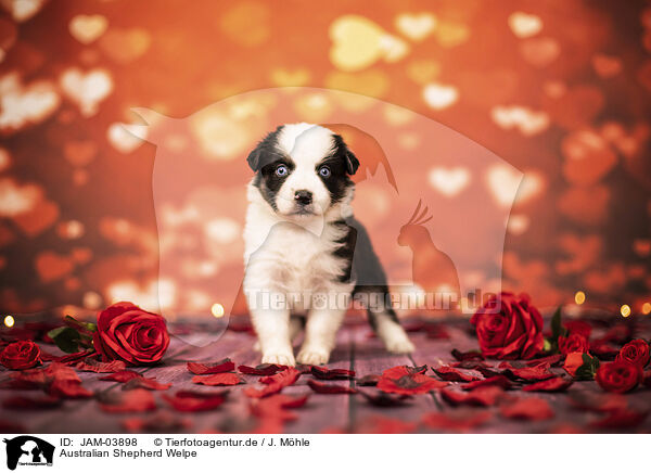 Australian Shepherd Welpe / JAM-03898