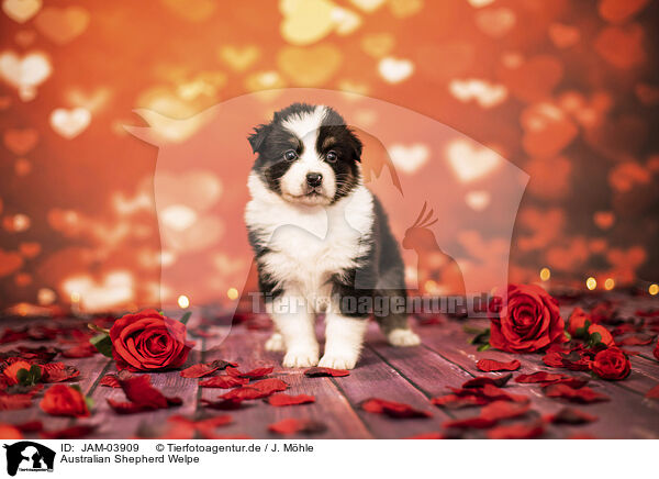 Australian Shepherd Welpe / JAM-03909