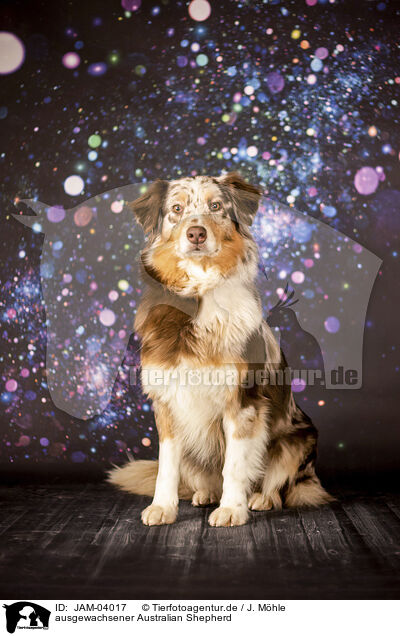 ausgewachsener Australian Shepherd / adult Australian Shepherd / JAM-04017