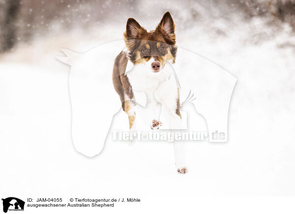 ausgewachsener Australian Shepherd / adult Australian Shepherd / JAM-04055