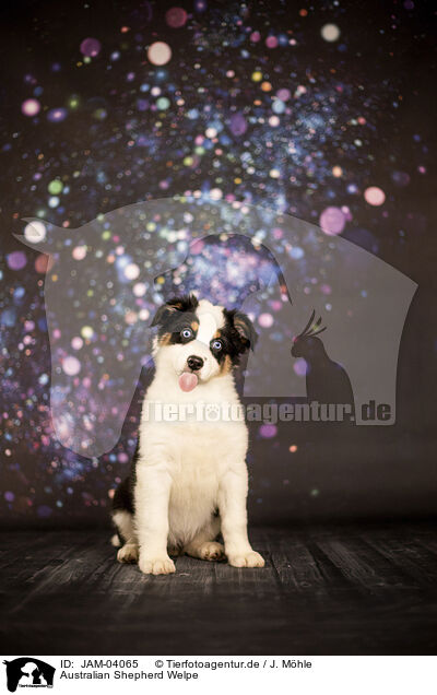 Australian Shepherd Welpe / Australian Shepherd Puppy / JAM-04065