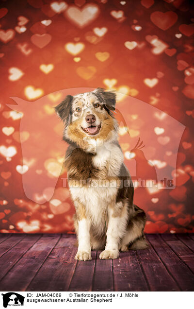 ausgewachsener Australian Shepherd / adult Australian Shepherd / JAM-04069