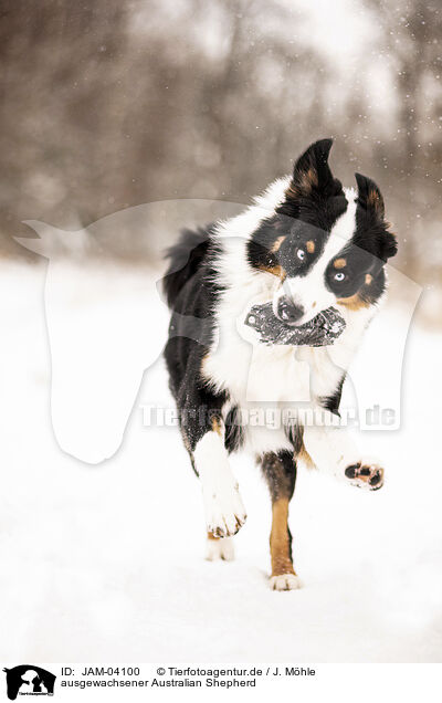 ausgewachsener Australian Shepherd / adult Australian Shepherd / JAM-04100