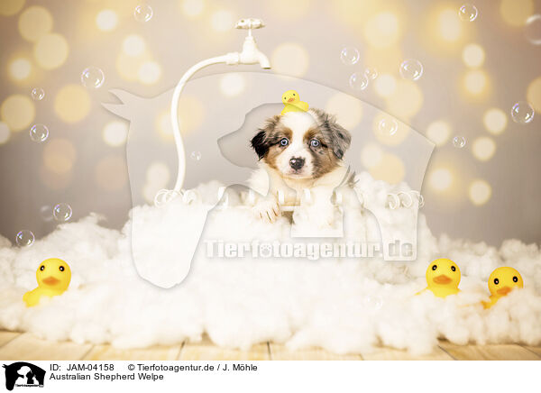 Australian Shepherd Welpe / Australian Shepherd Puppy / JAM-04158