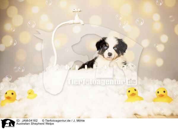 Australian Shepherd Welpe / Australian Shepherd Puppy / JAM-04162