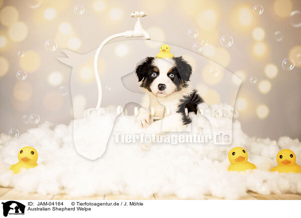 Australian Shepherd Welpe / JAM-04164