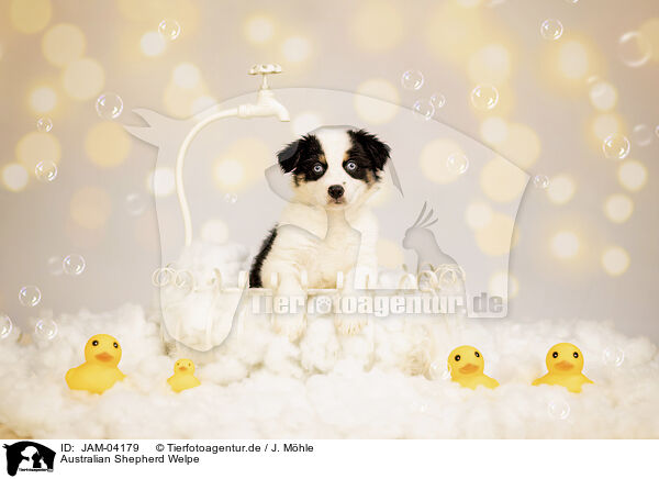 Australian Shepherd Welpe / Australian Shepherd Puppy / JAM-04179