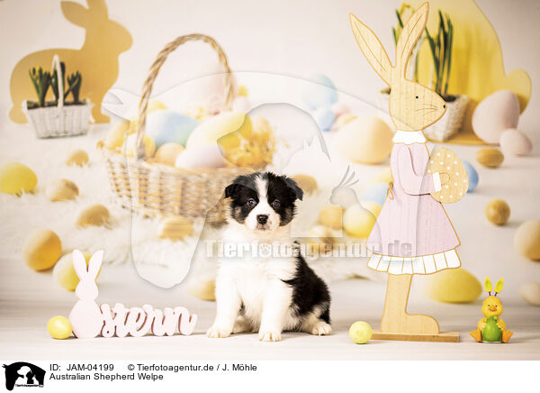 Australian Shepherd Welpe / Australian Shepherd Puppy / JAM-04199