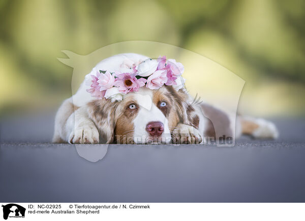 red-merle Australian Shepherd / NC-02925