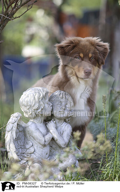 red-tri Australian Shepherd Welpe / red-tri Australian Shepherd puppy / PM-08327