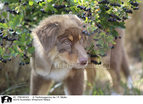 red-tri Australian Shepherd Welpe / PM-08343