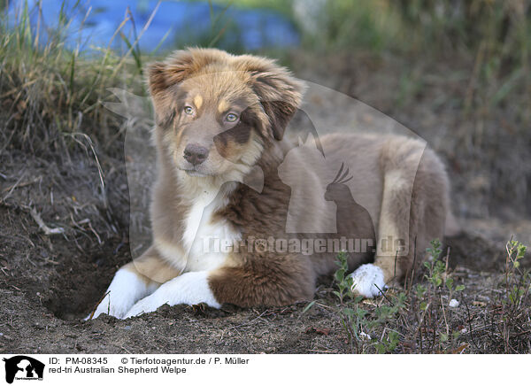 red-tri Australian Shepherd Welpe / PM-08345