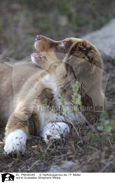 red-tri Australian Shepherd Welpe / red-tri Australian Shepherd puppy / PM-08346