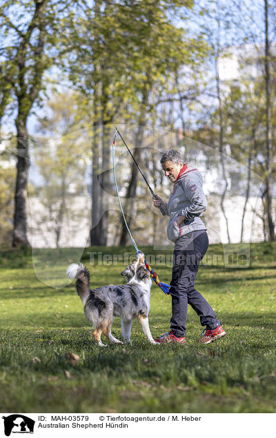 Australian Shepherd Hndin / female Australian Shepherd / MAH-03579