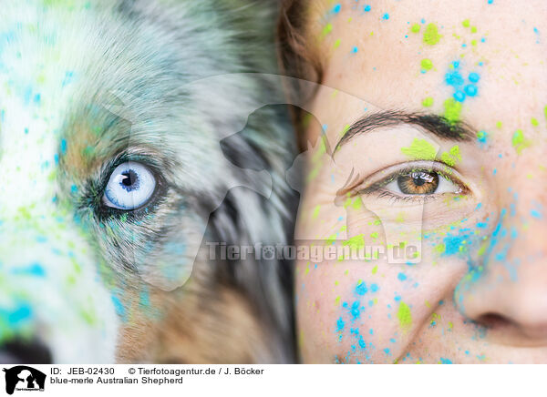 blue-merle Australian Shepherd / blue-merle Australian Shepherd / JEB-02430