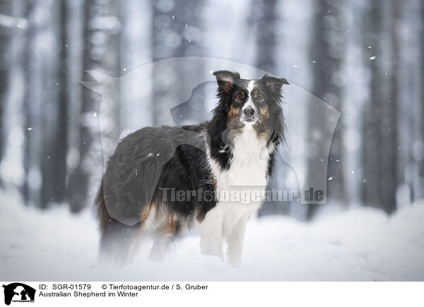 Australian Shepherd im Winter / Australian Shepherd in winter / SGR-01579