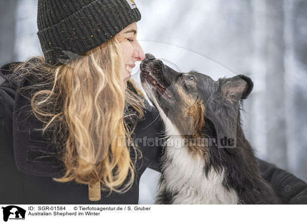 Australian Shepherd im Winter / Australian Shepherd in winter / SGR-01584