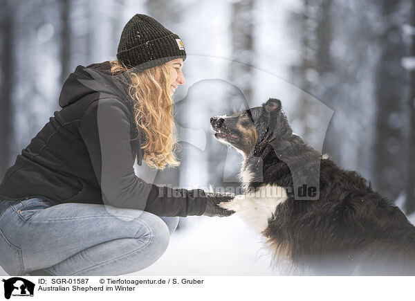 Australian Shepherd im Winter / Australian Shepherd in winter / SGR-01587