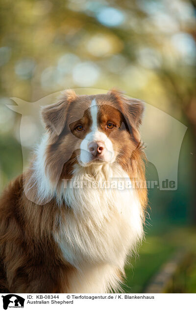 Australian Shepherd / Australian Shepherd / KB-08344