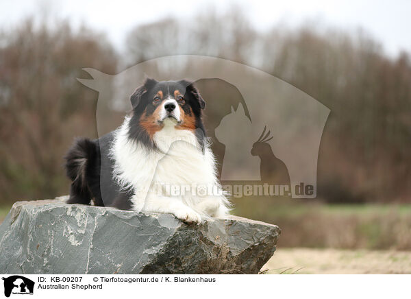 Australian Shepherd / Australian Shepherd / KB-09207